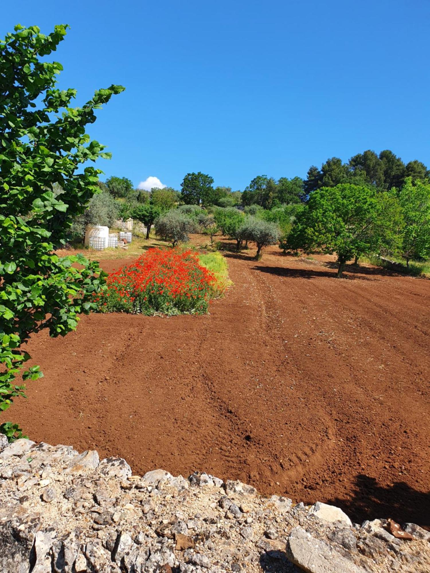 Trullo Vacanze Di Cumma Rosa 阿尔贝罗贝洛 外观 照片